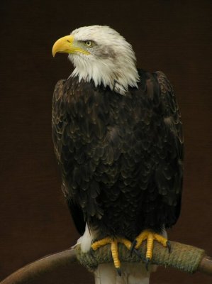 American bald eagle portrait.jpg
