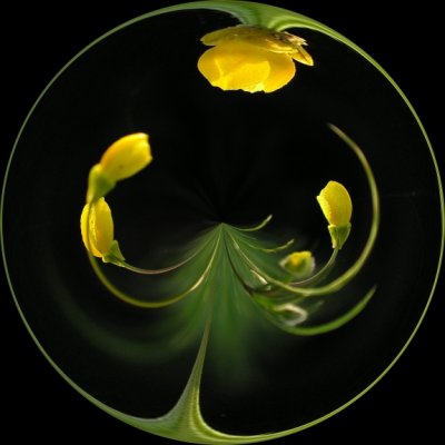 Buttercups2.jpg