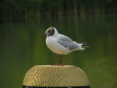 Gull on Lego hat.jpg