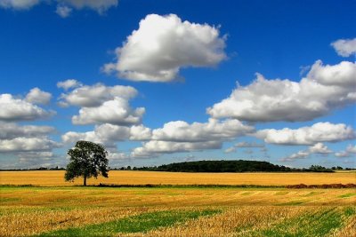 The Lone Tree.jpg