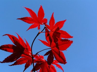 Maple tree leaves.jpg