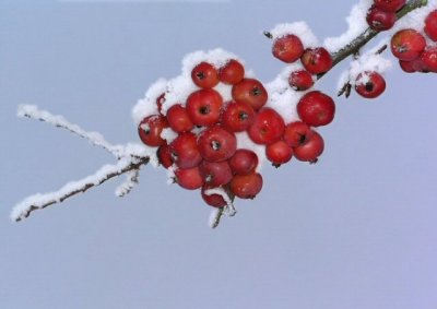 Frozen berries.jpg