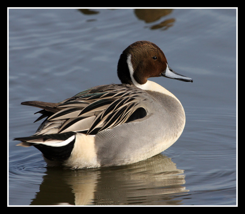 Nothern Pintail