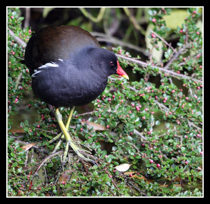 Moorhen