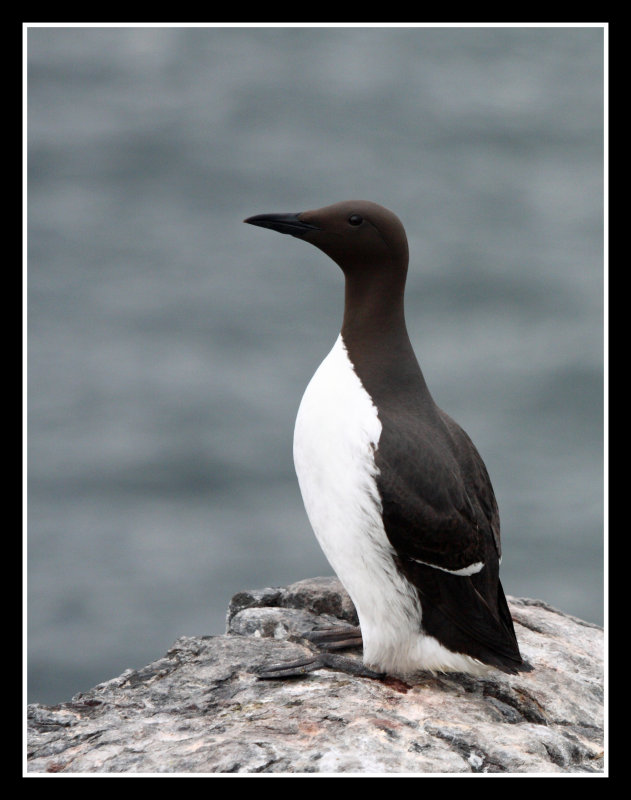 Guillemot