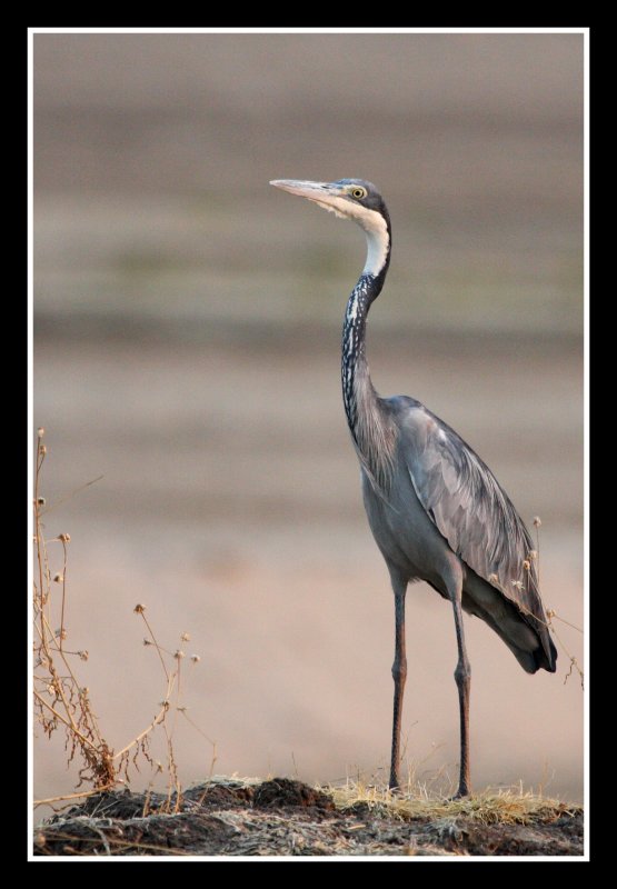 Black Headed Heron