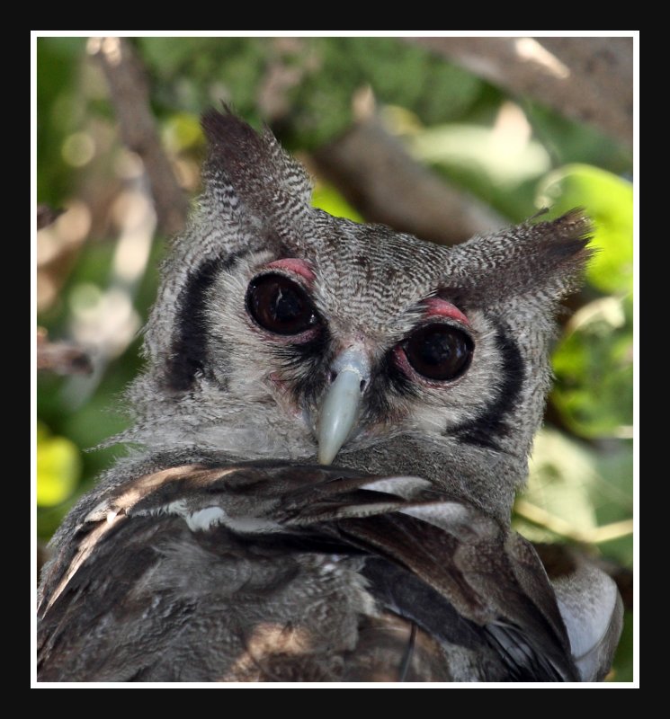Juvenile Giant Eagle Owl