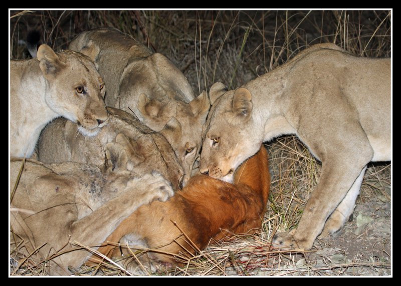 Lion Kill
