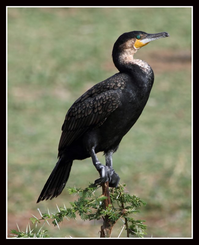 Great Cormorant, Kazinga Channel, Uganda