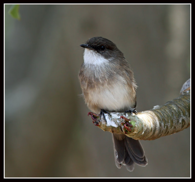 African Dusky Flycatcher, Queen Elizabeth National Park, Uganda