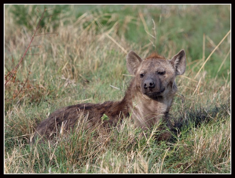 Hyena, Ishasha, Uganda