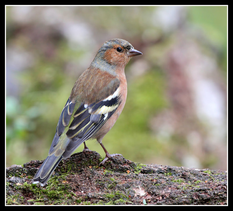 Chaffinch 