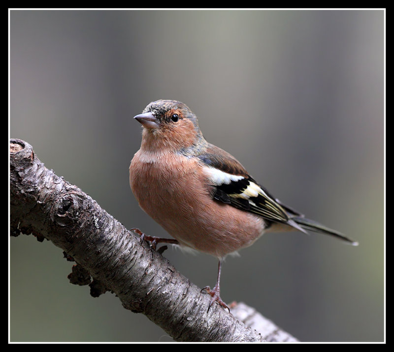 Chaffinch 