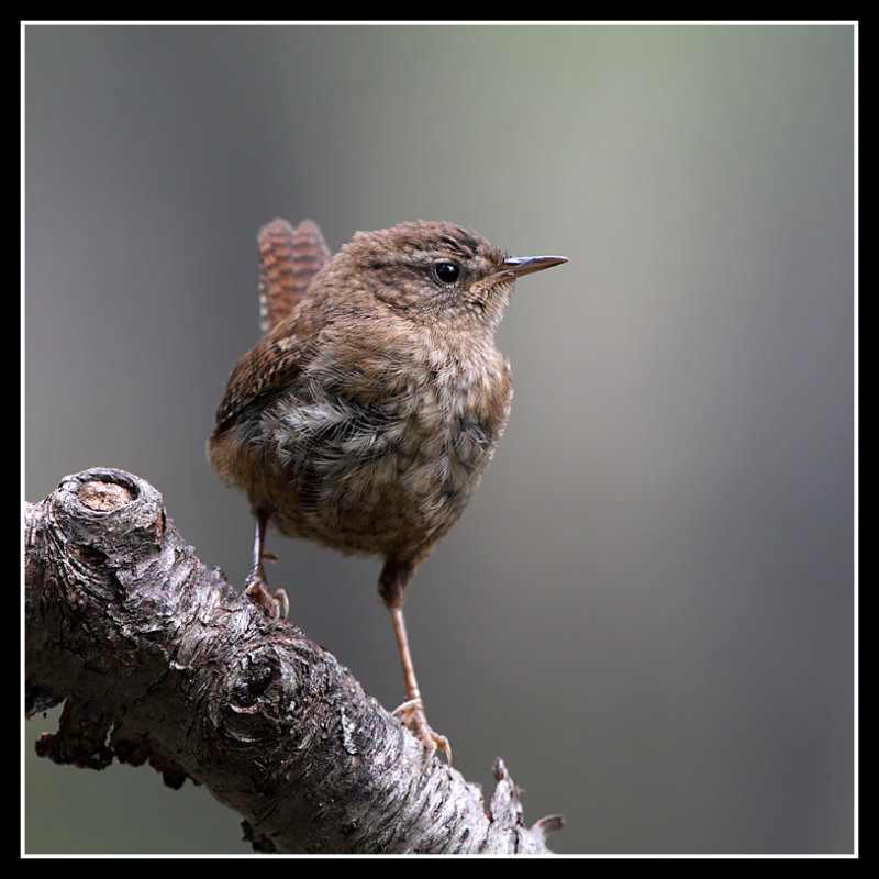 Wren