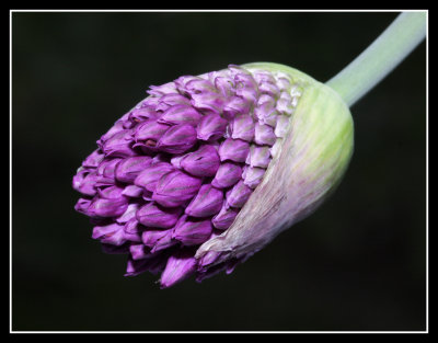 Bud, Courts Garden