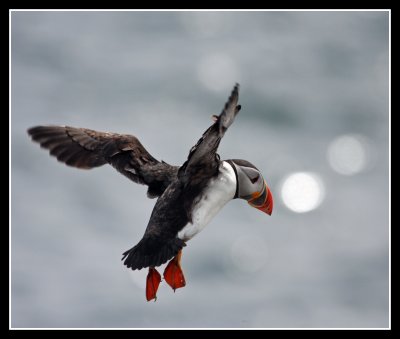 Puffin