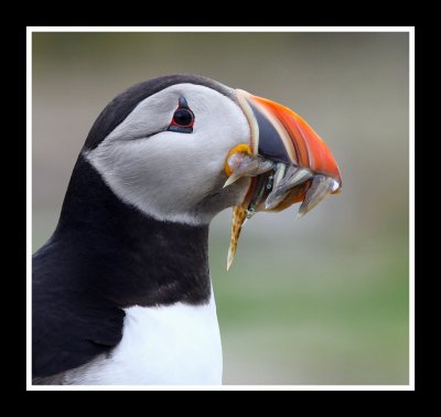 Puffin close up