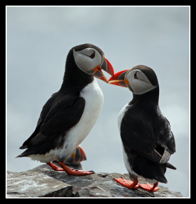 Puffins saying hello