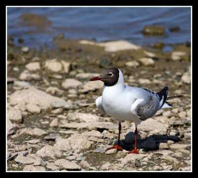 Black Headed Gull
