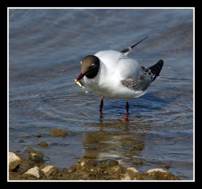 Black Headed Gull