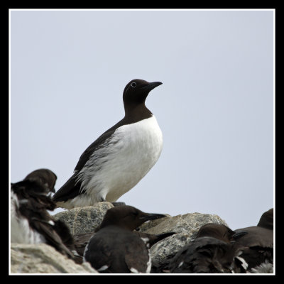 Guillemots