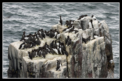 Guillemots