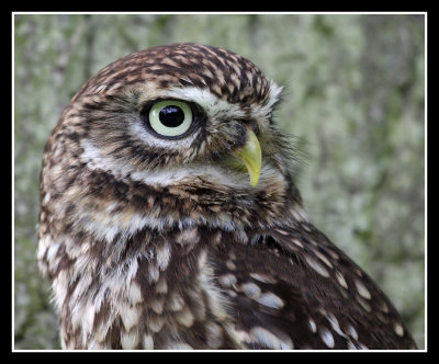 Little Owl