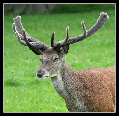 Red Deer Stag