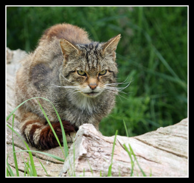 British Wildlife Centre