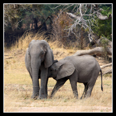 Elephant mother and baby suckling
