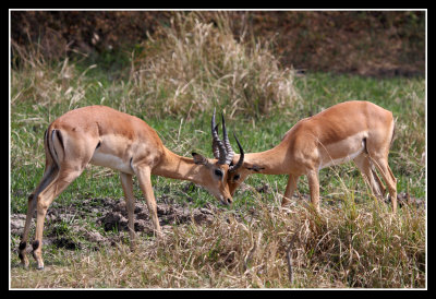 Impala Sparring