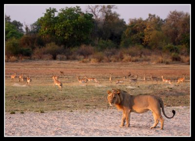 Lion and Impala