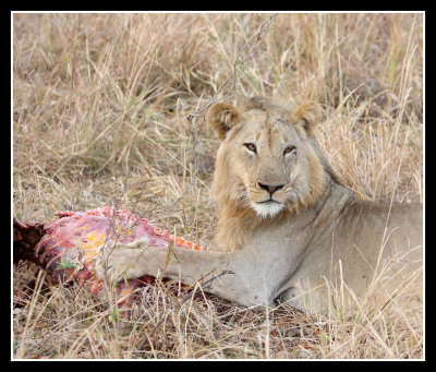 Lion with Kill