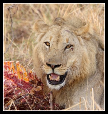 Lion with Kill