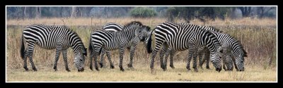 Zebra Dazzle