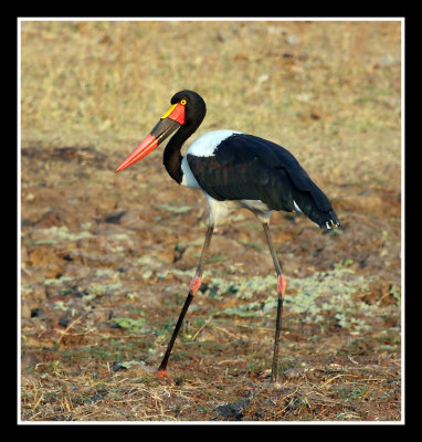 Saddle Billed Stork