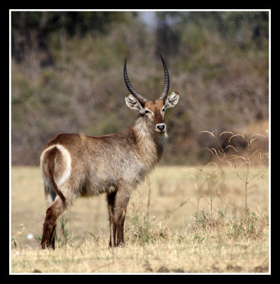 Waterbuck