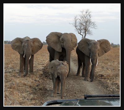 Elephant inspection