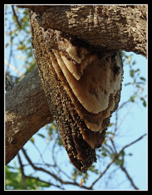 Bees nest
