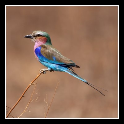 Lillac Breated Roller