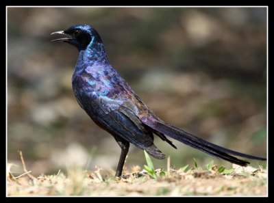Meeves Long Tailed Starling
