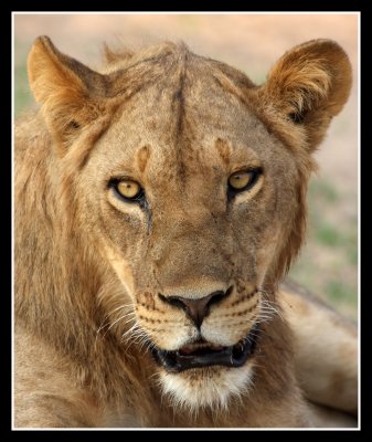 Lion portrait