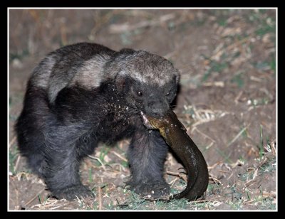 Honey Badger with large fish