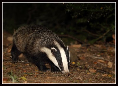 Badger