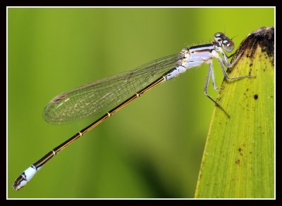 Blue Tailed Damselfly