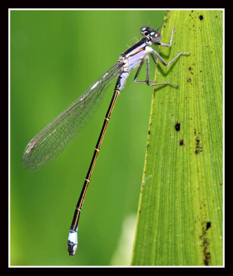 Blue Tailed Damselfly