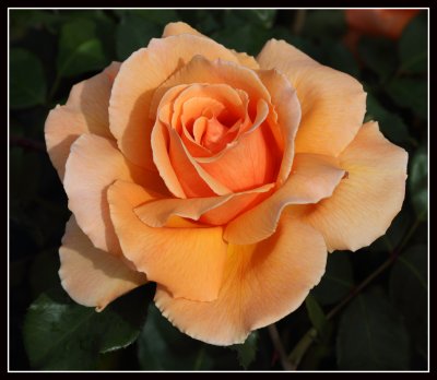 Rose, Rosemoor