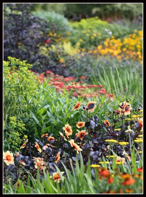 Hot Garden, Rosemoor