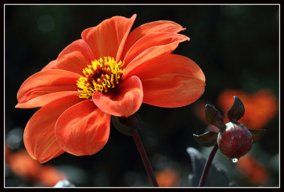 Flower and Bud, Rosemoor