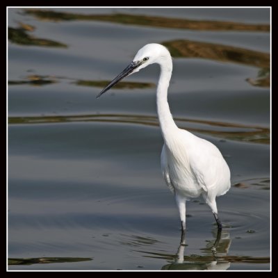Little Egret, Kazinga Channel, Uganda